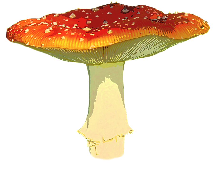 Amanita Muscaria Transparent PNG Image