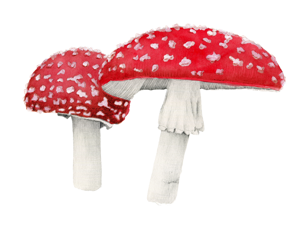 Amanita Muscaria Transparent PNG Image
