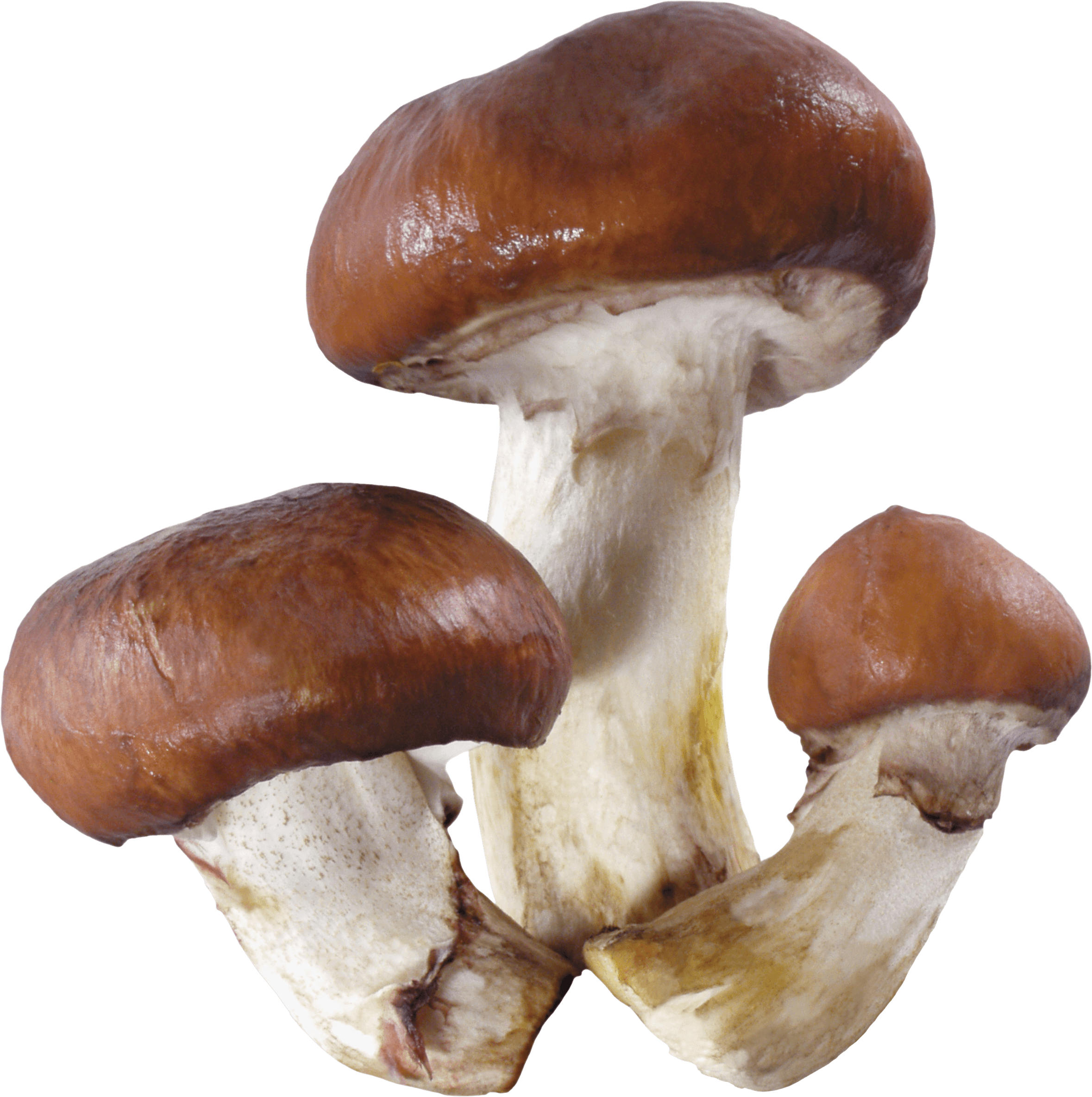 Mushroom Transparent PNG Image