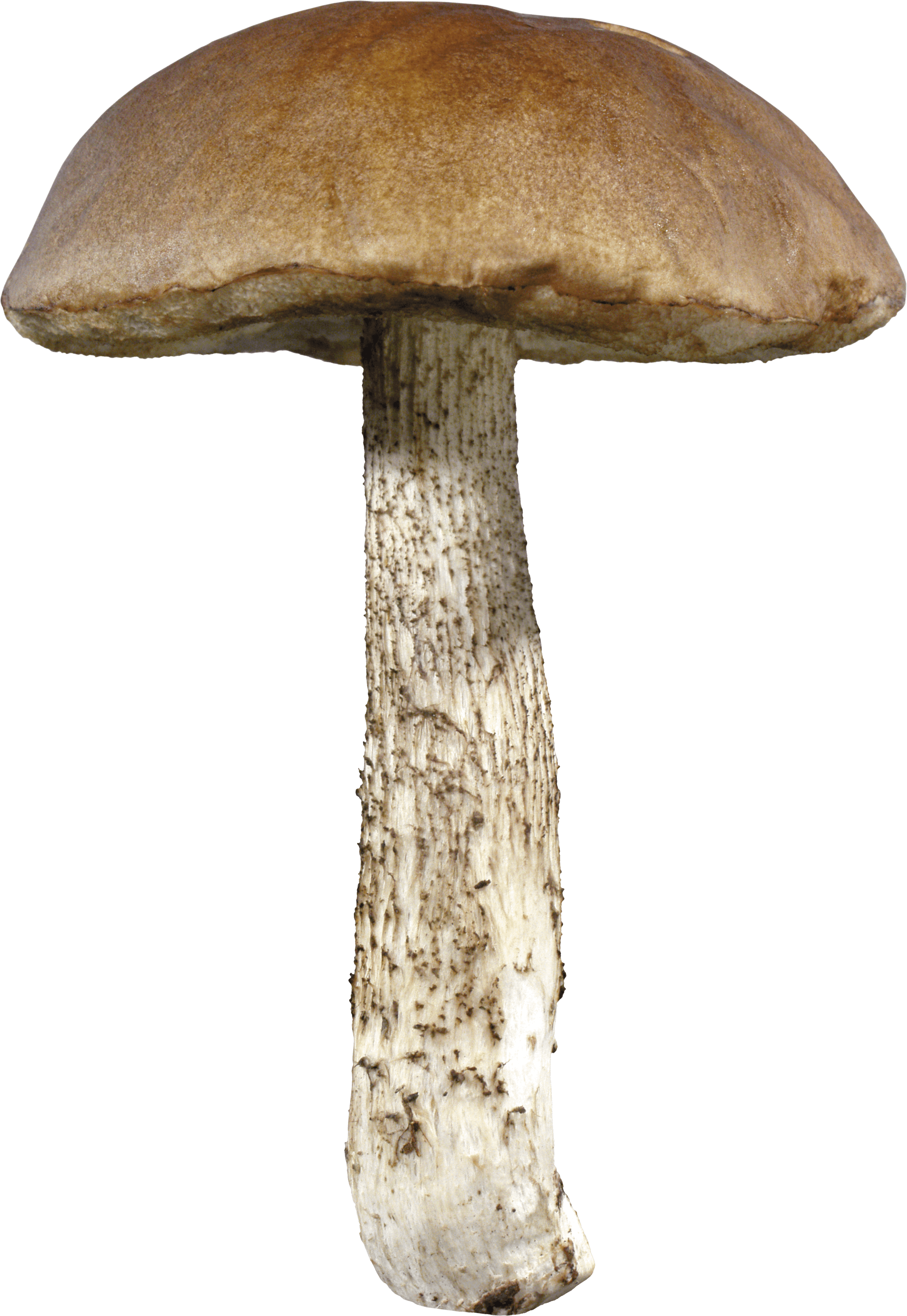 Mushroom Transparent PNG Image