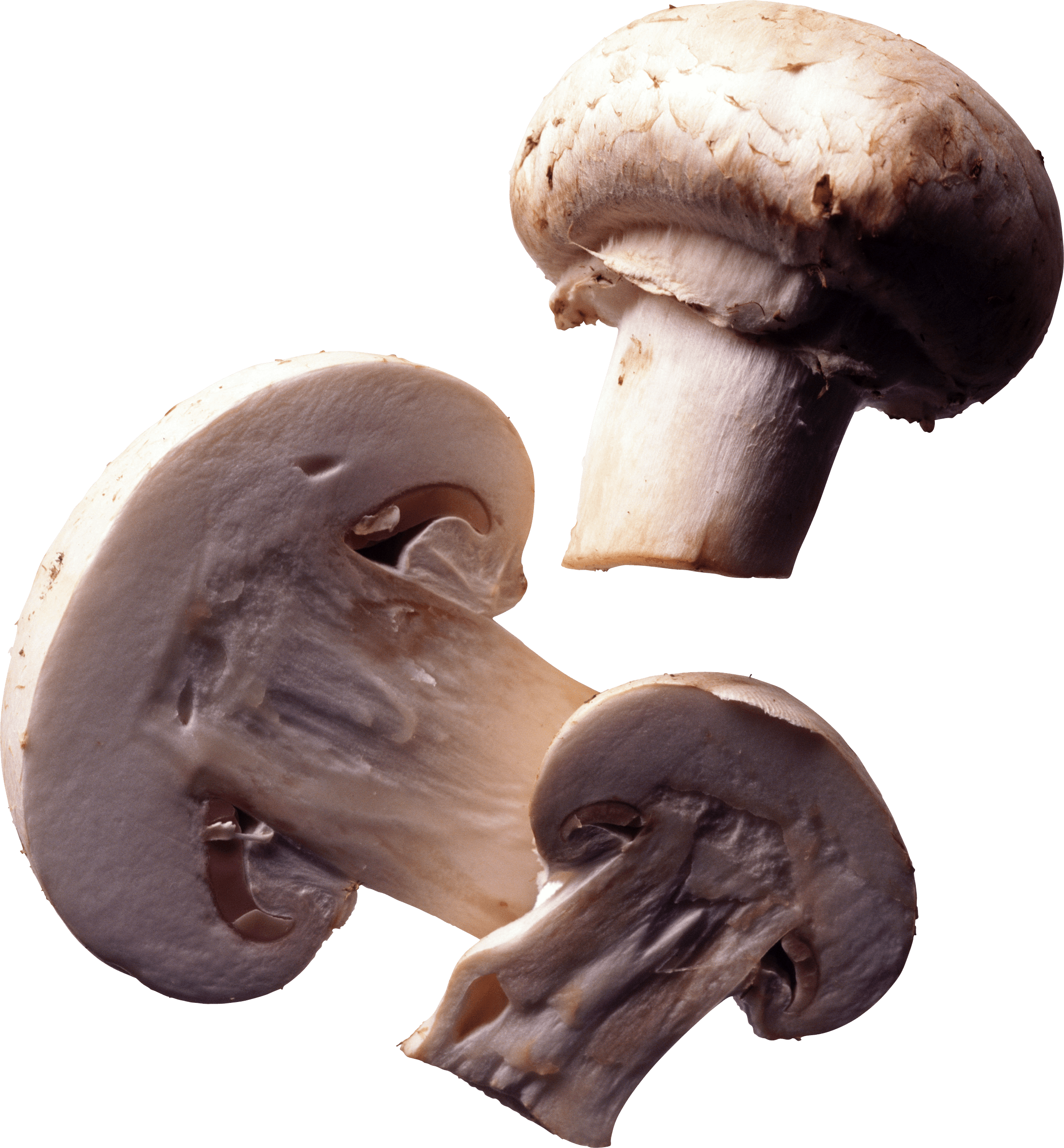 Mushroom Transparent PNG Image