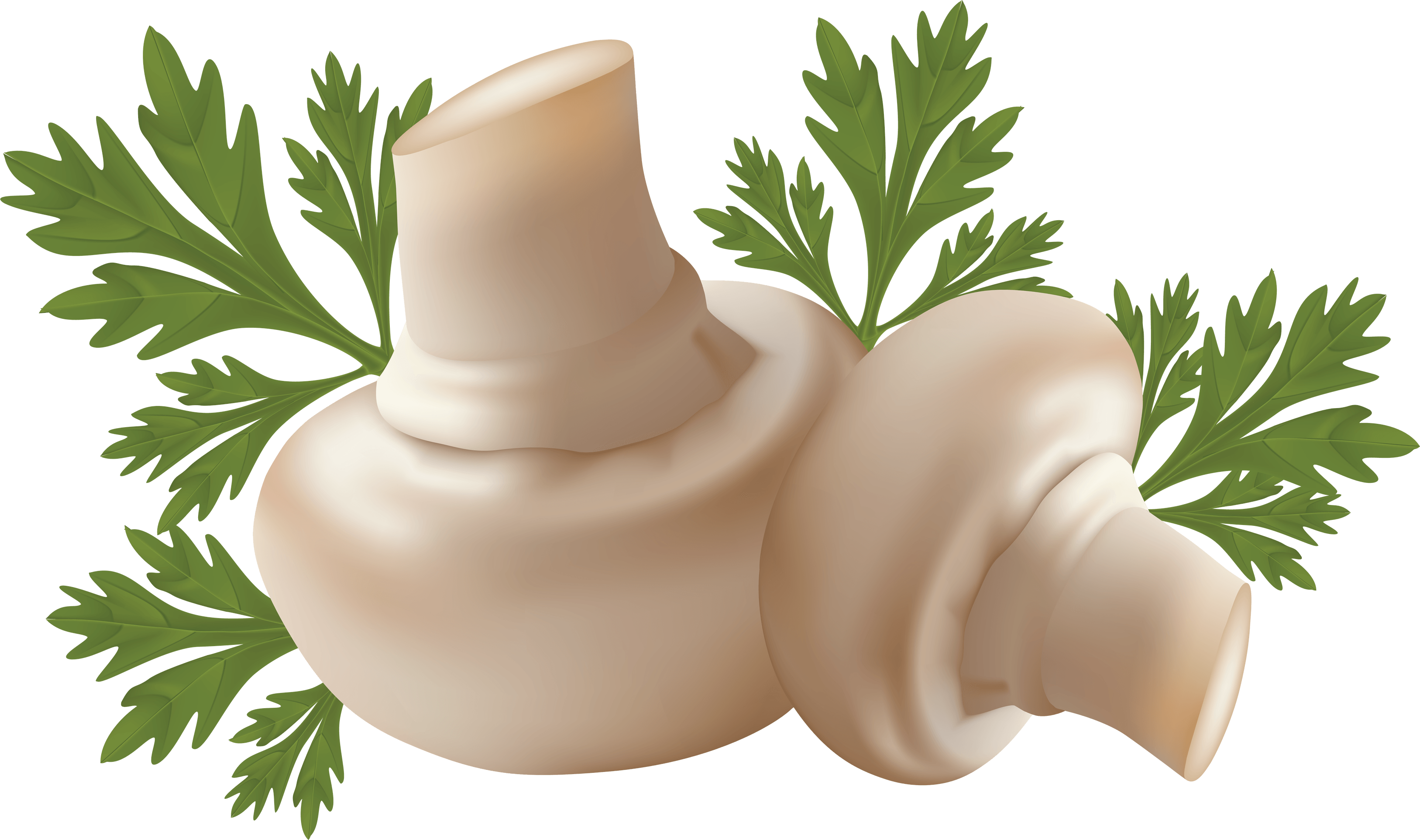 White Mushrooms Transparent PNG Image