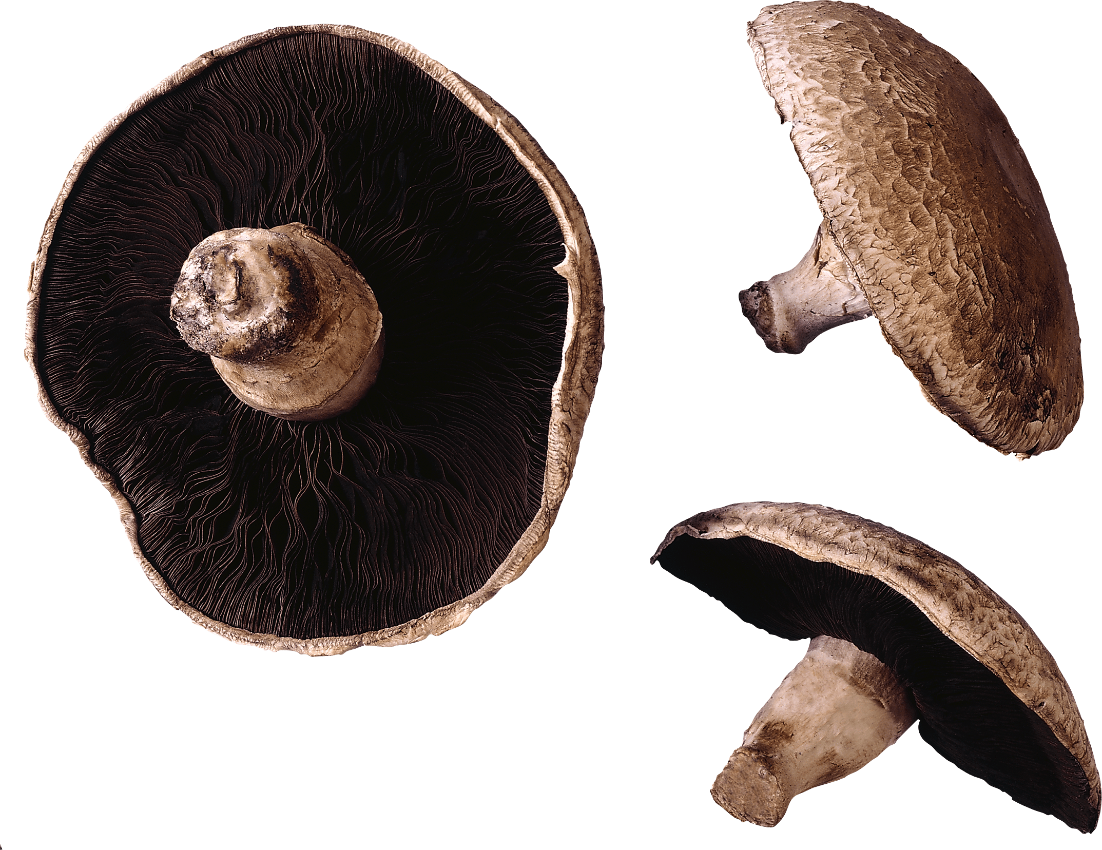 Mushroom Transparent PNG Image