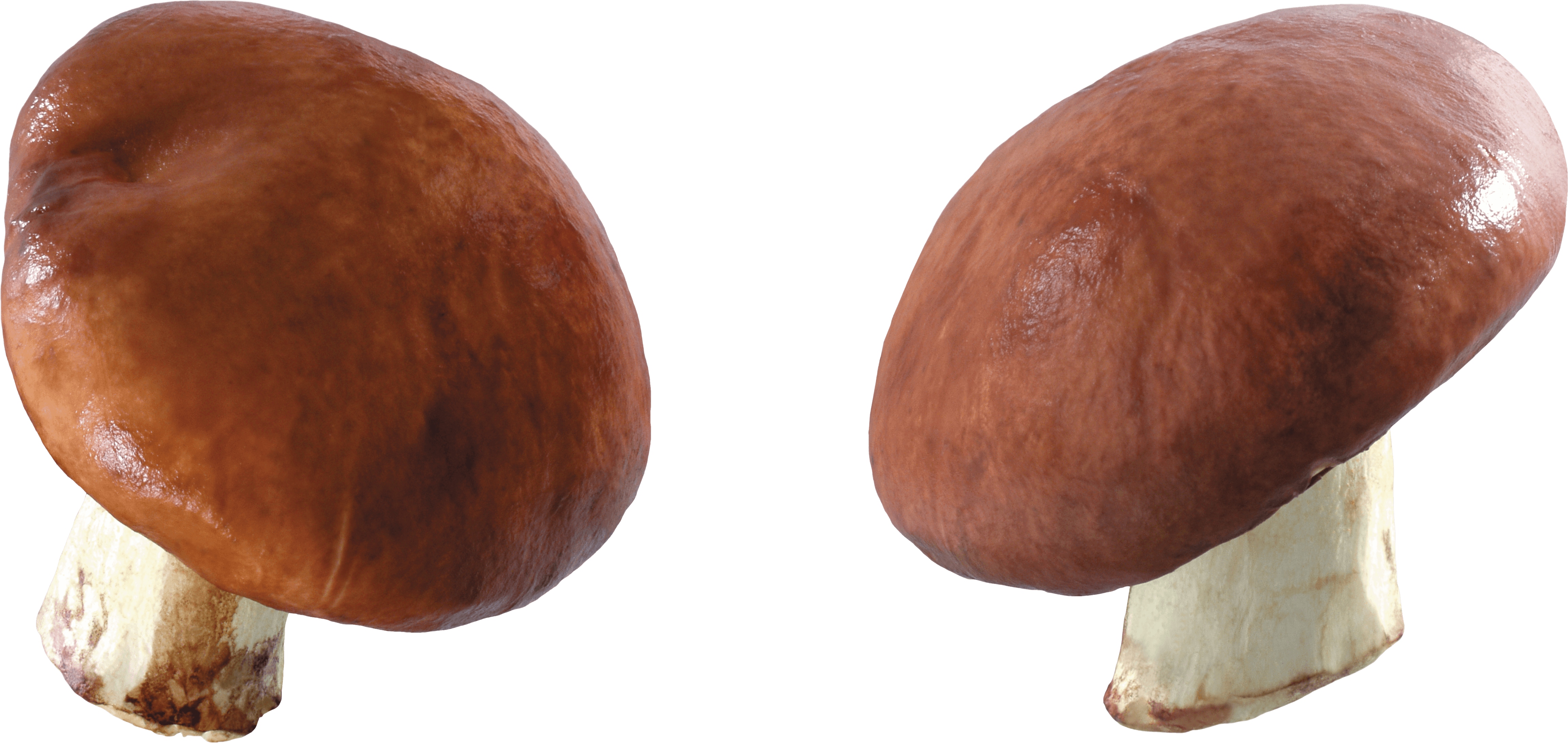 Mushroom Transparent PNG Image