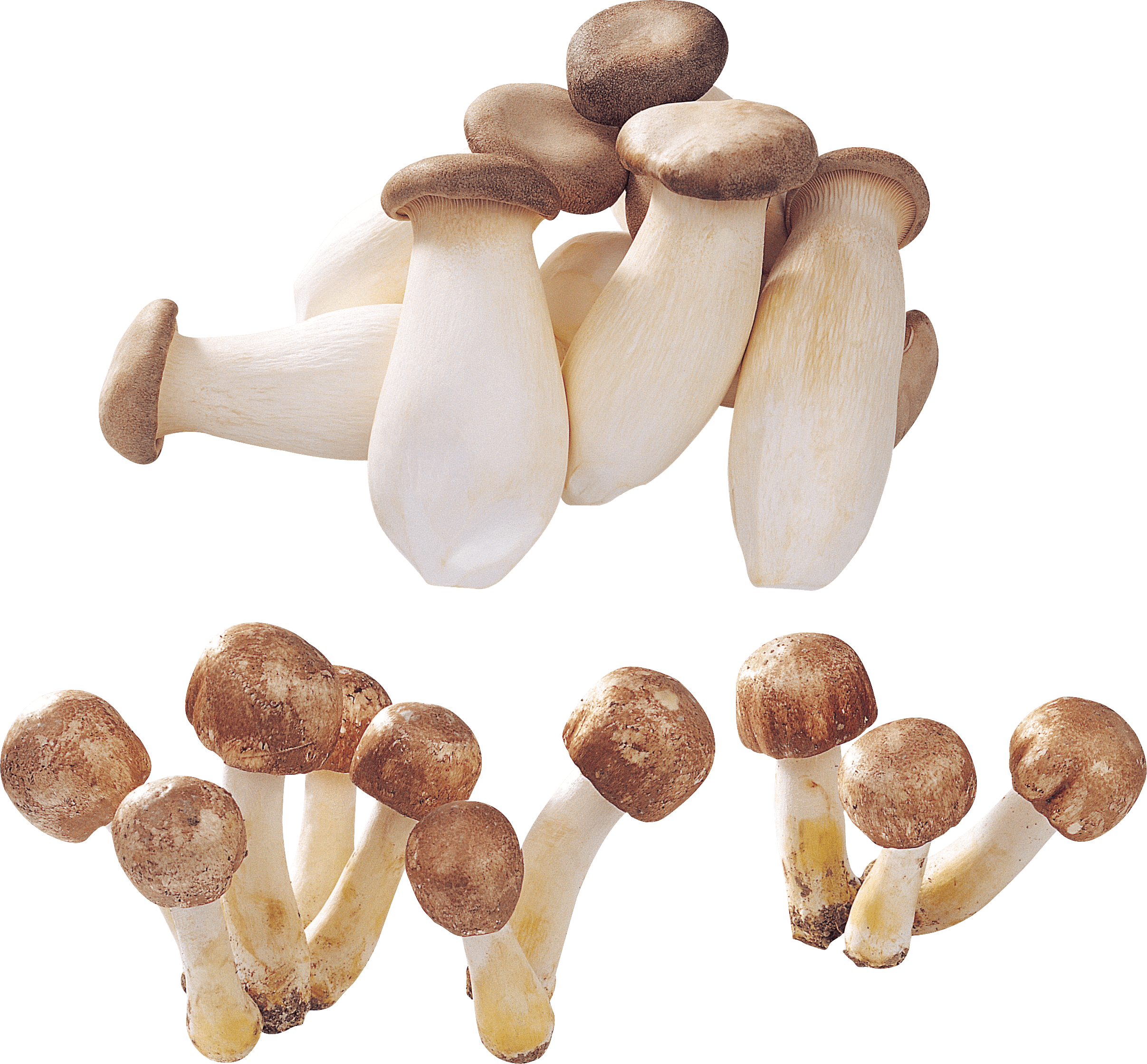 Mushroom Transparent PNG Image