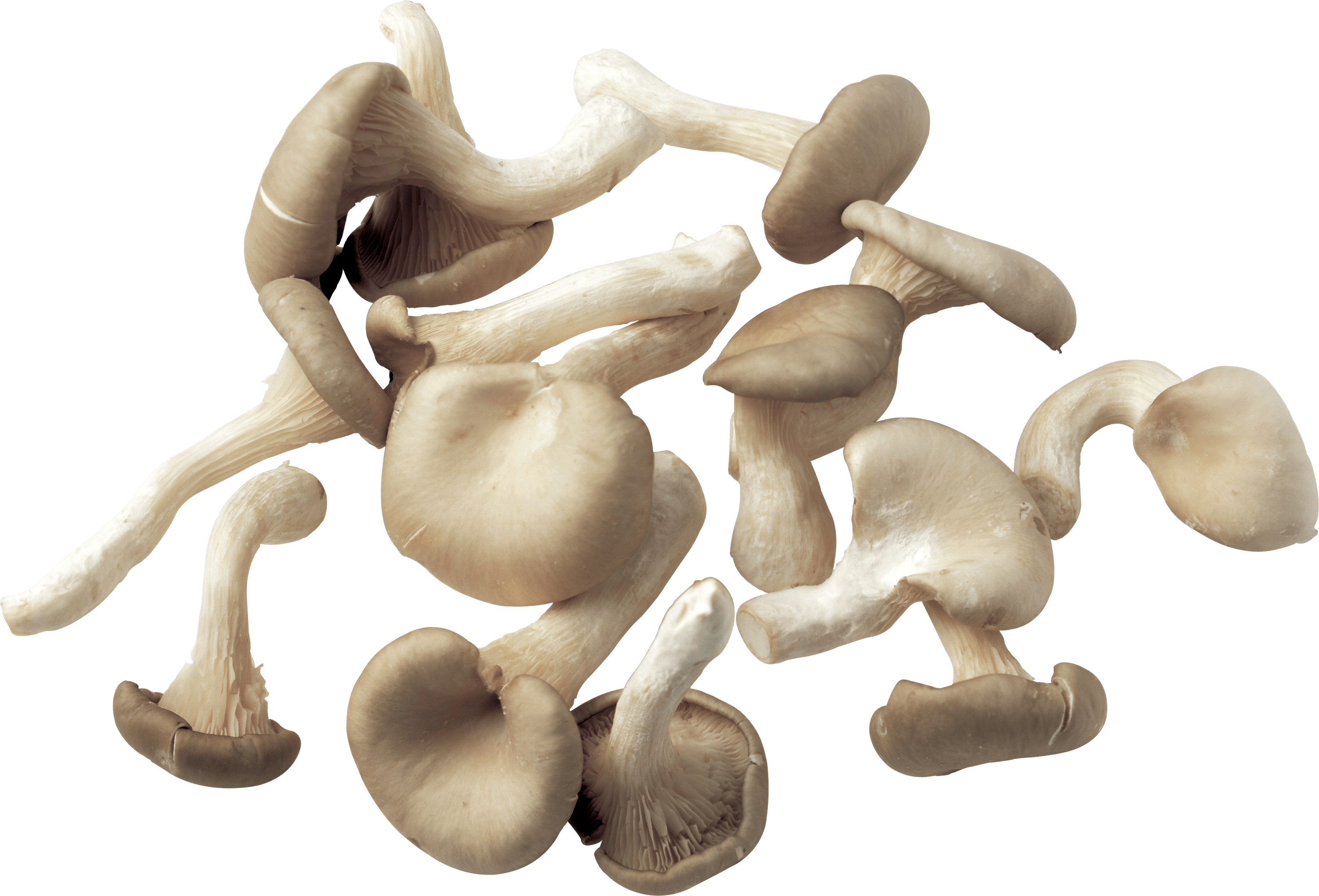Mushroom Transparent PNG Image