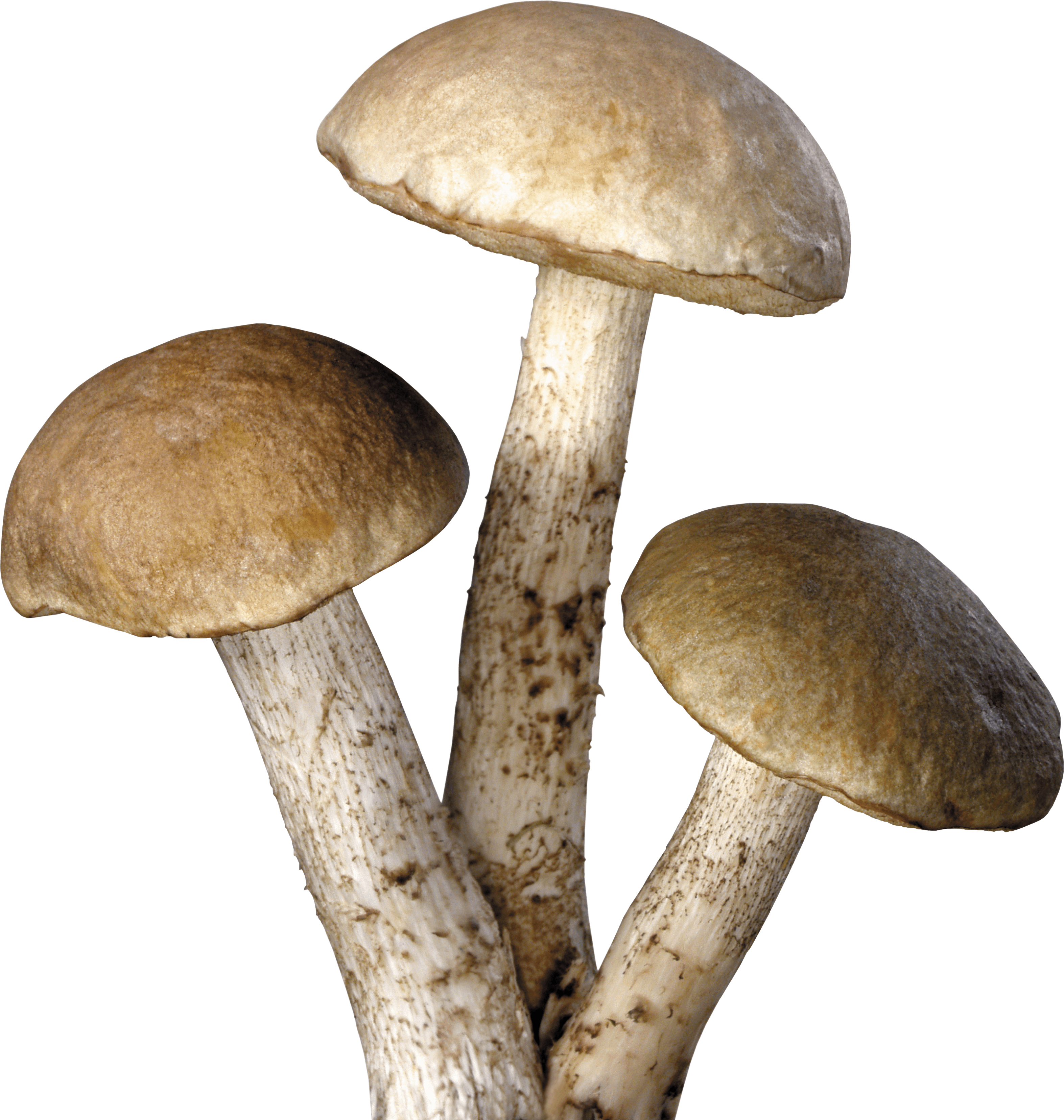 Mushroom Transparent PNG Image