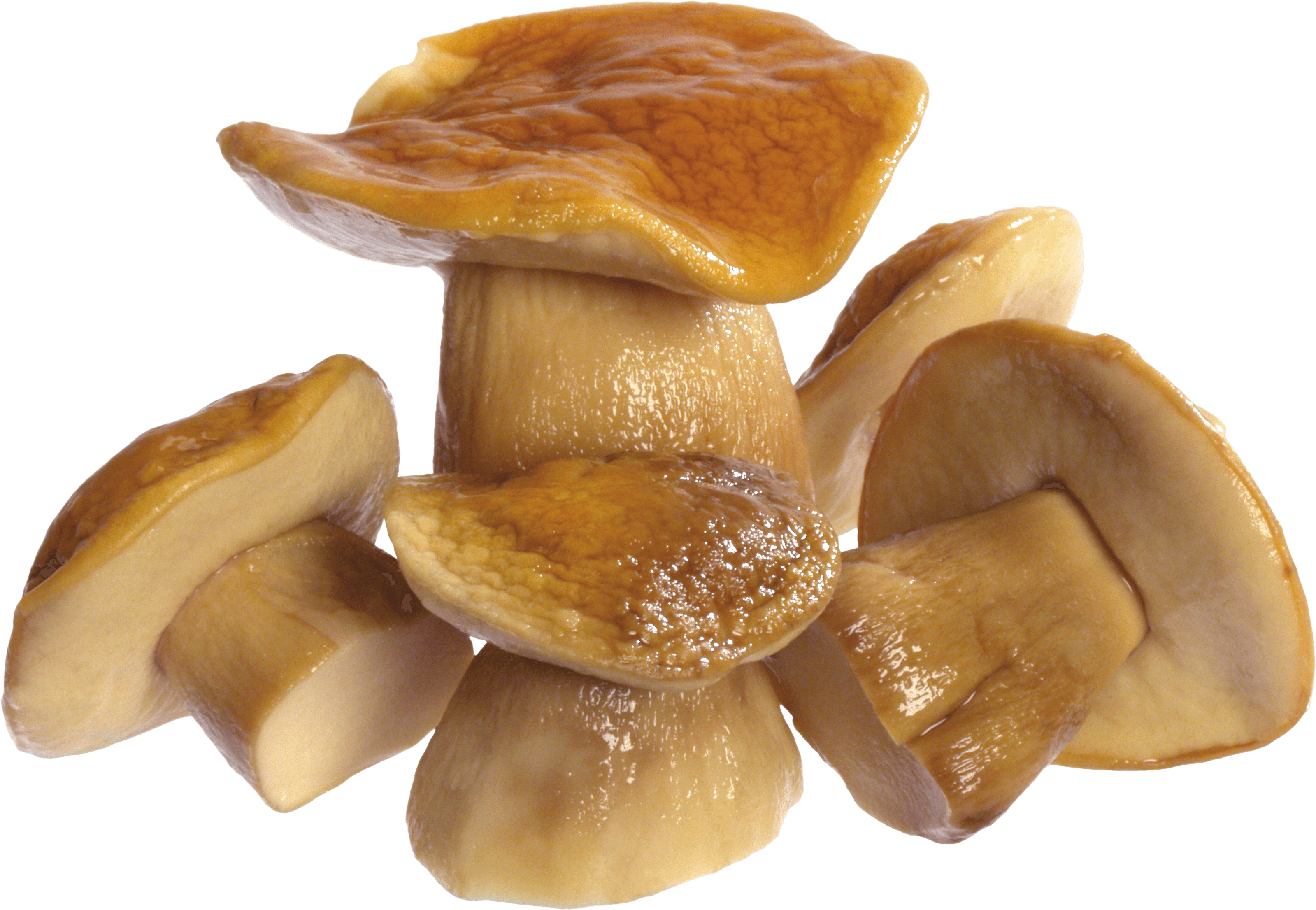 Mushroom Transparent PNG Image