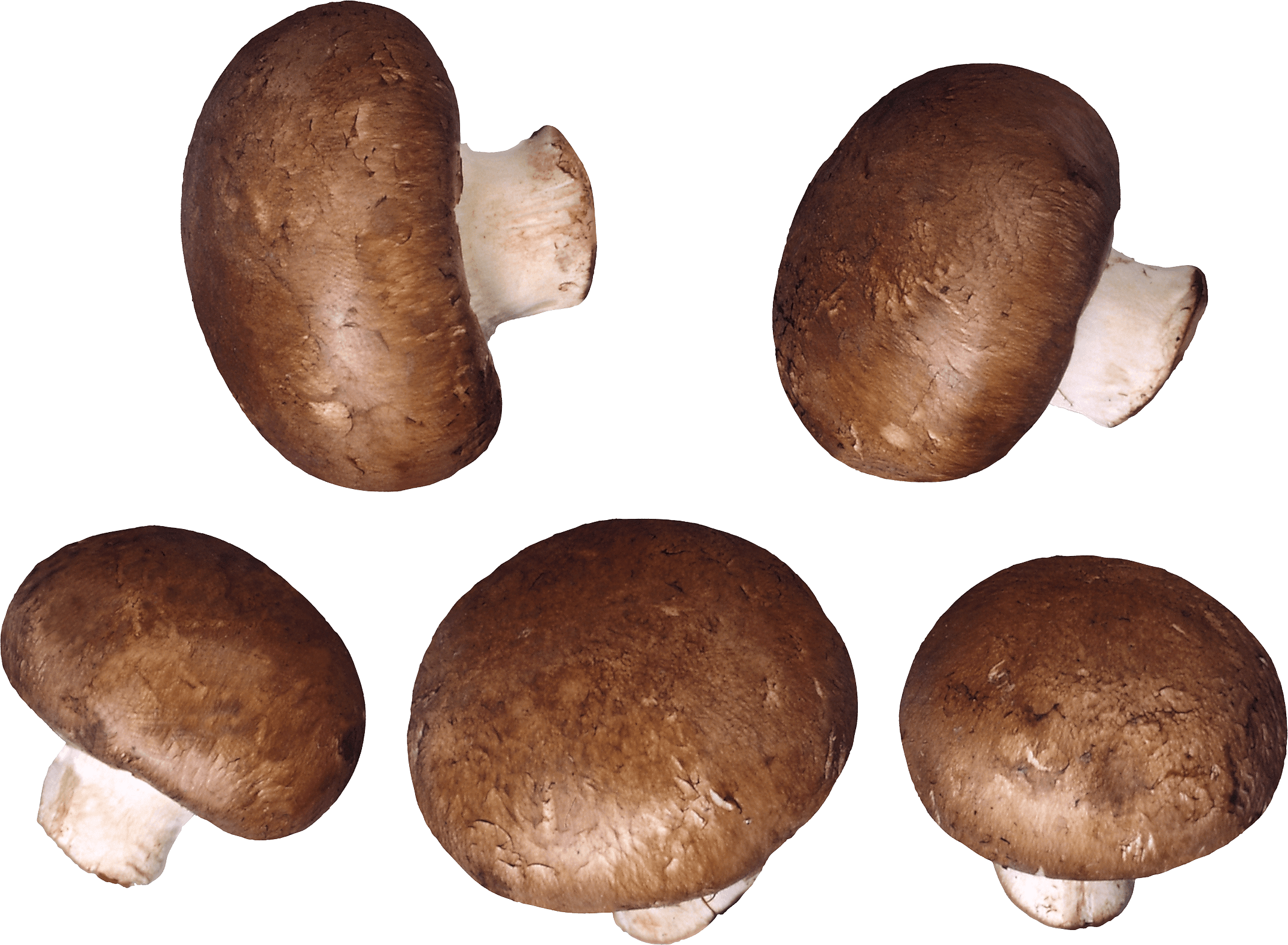 Mushroom Transparent PNG Image