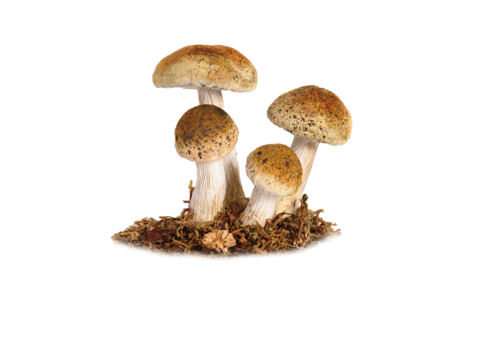 Mushroom Transparent PNG Image