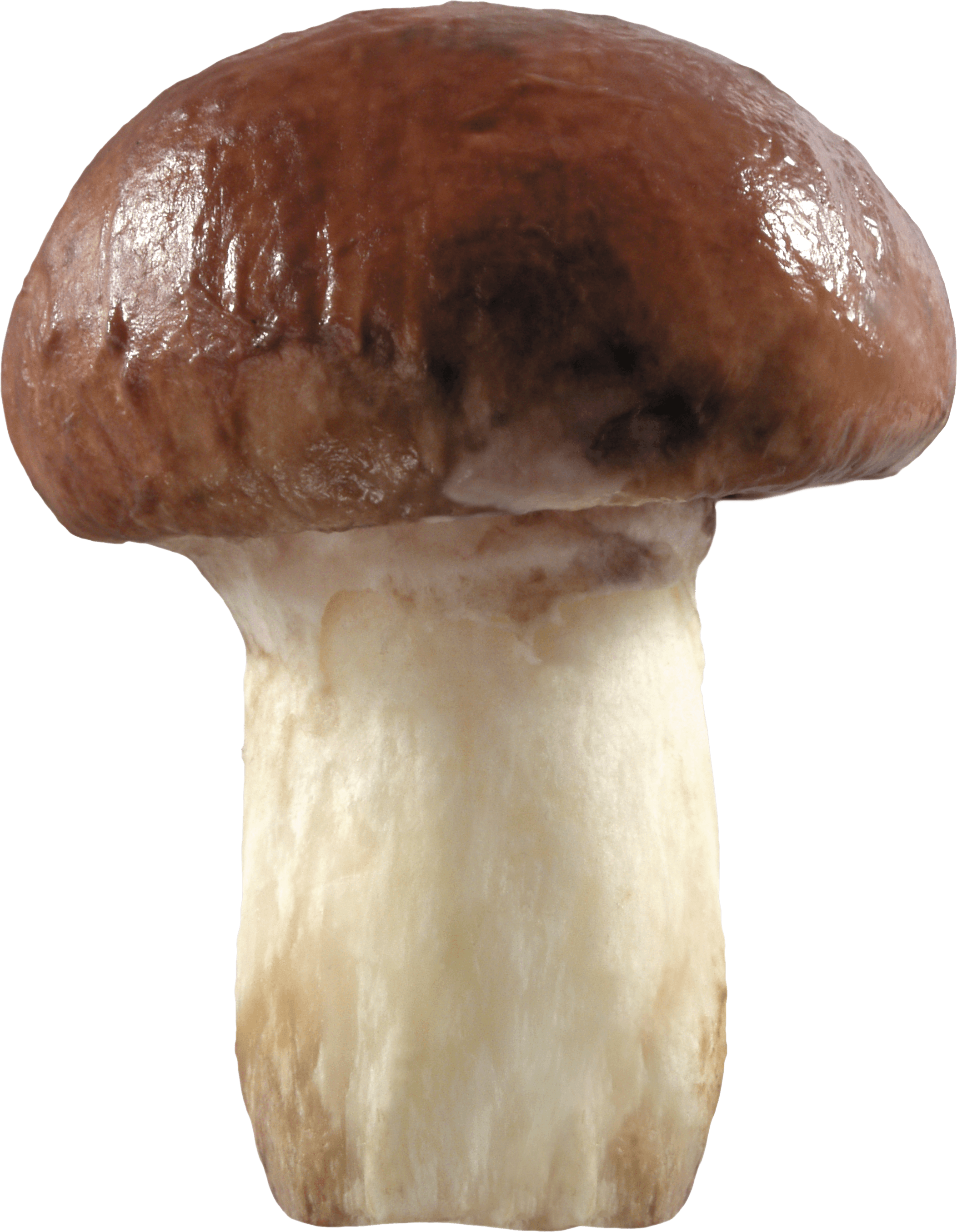 Mushroom Transparent PNG Image