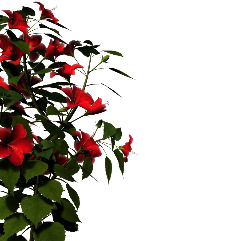 Nature Transparent PNG Image