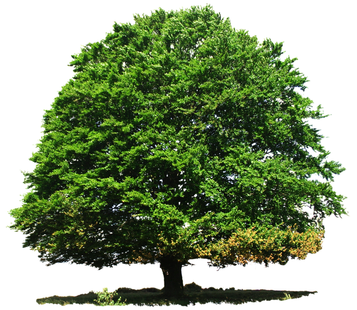 Nature Transparent PNG Image