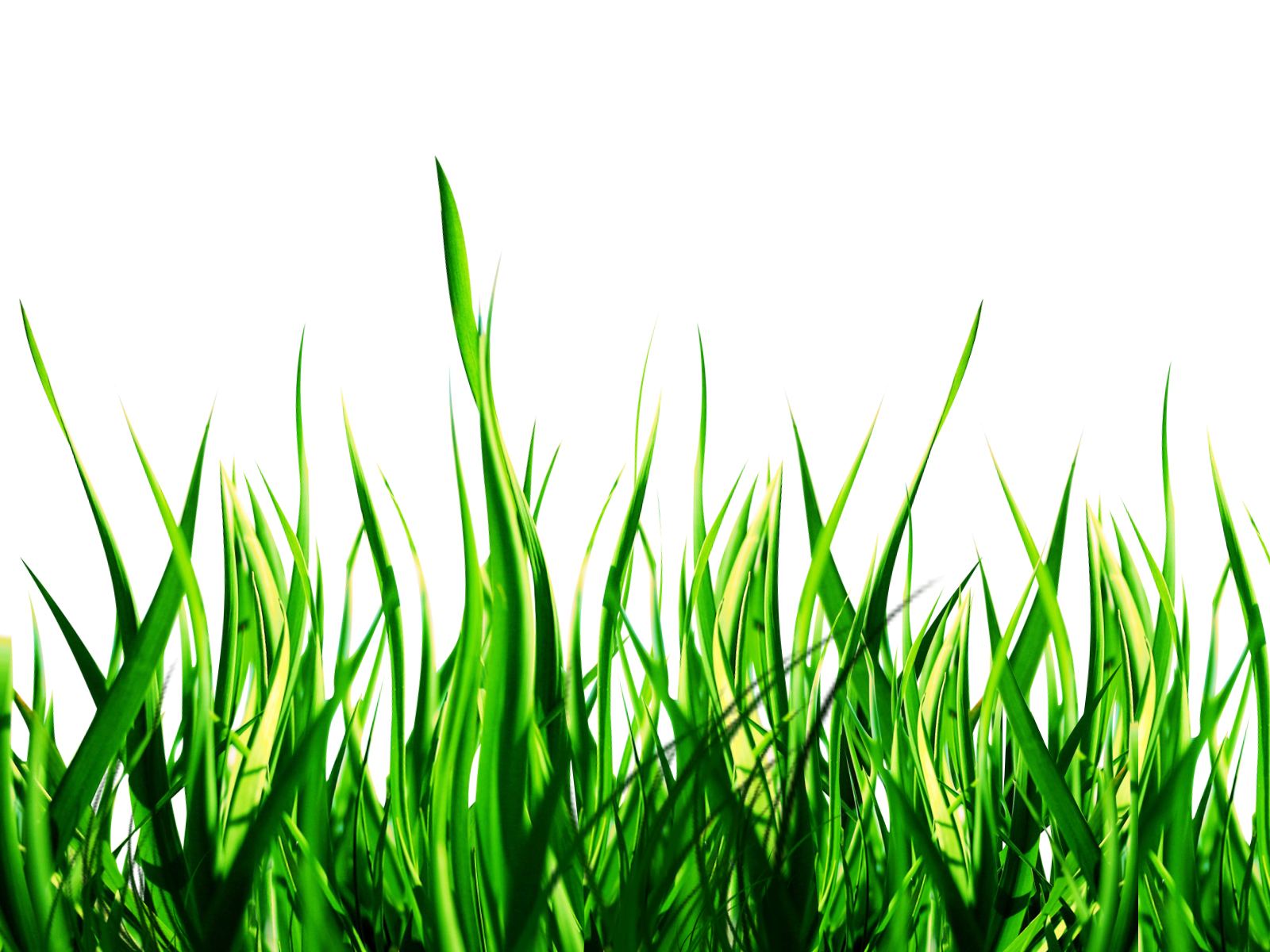 Nature Transparent PNG Image