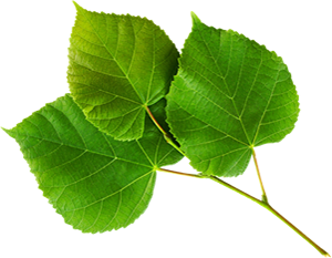 Nature Transparent PNG Image