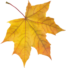 Nature Transparent PNG Image