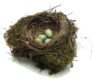 Nest Transparent PNG Image
