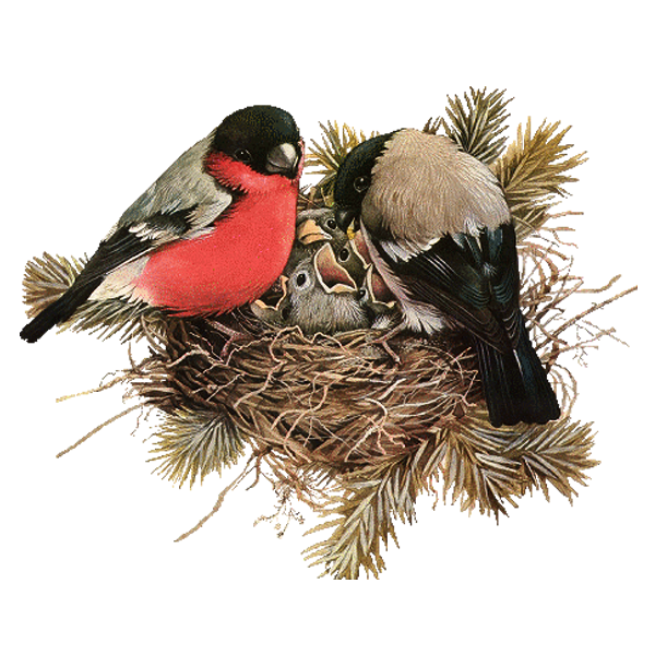 Nest Hatchlings Bird Transparent PNG Image