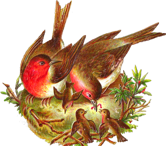 Nest Bird Drawing Transparent PNG Image