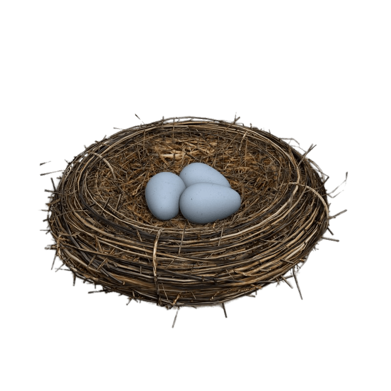 Eggs Nest Bird Transparent PNG Image