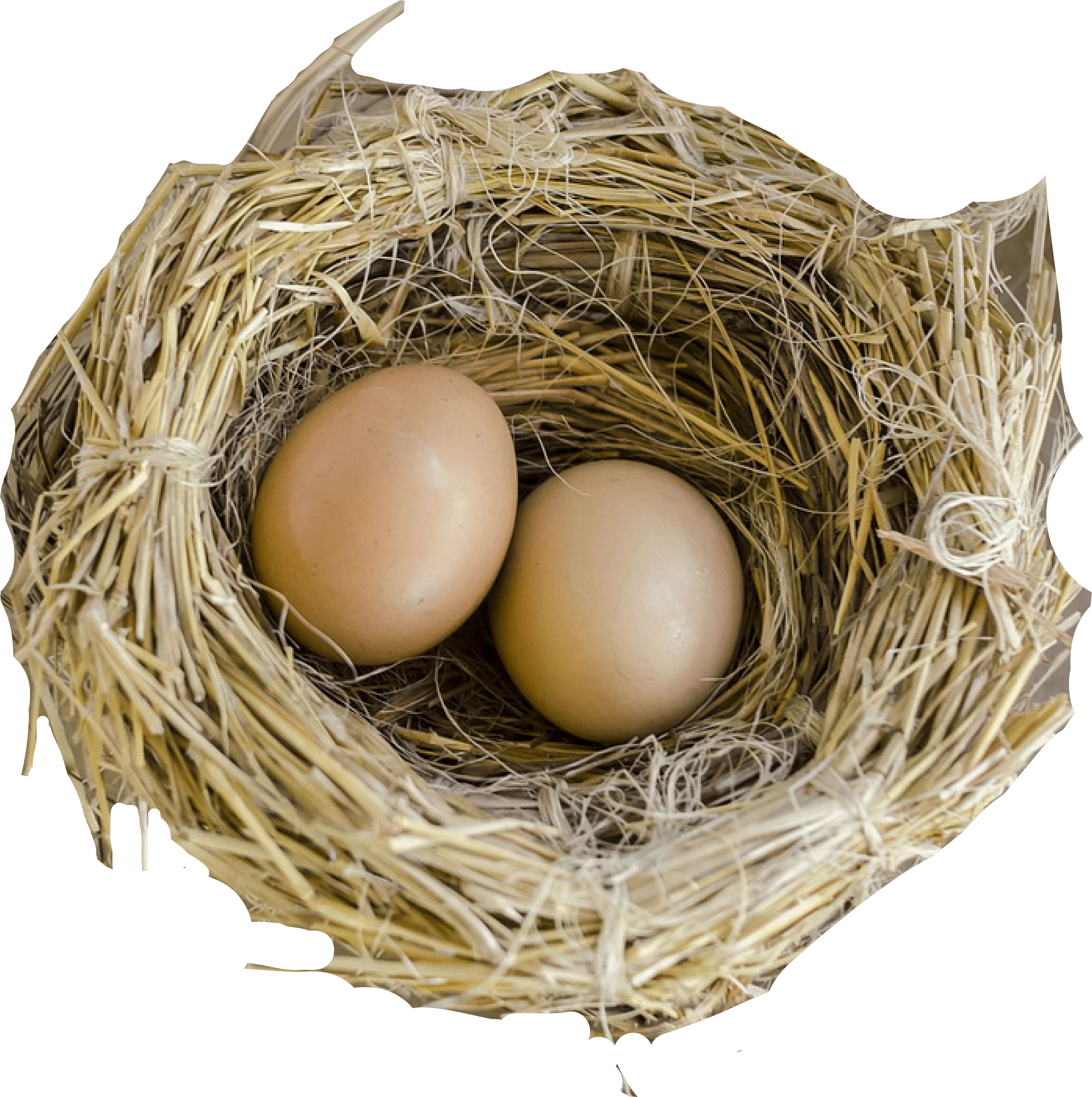 Nest Natural Bird Transparent PNG Image