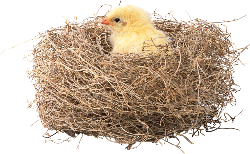 Nest Bird Transparent PNG Image