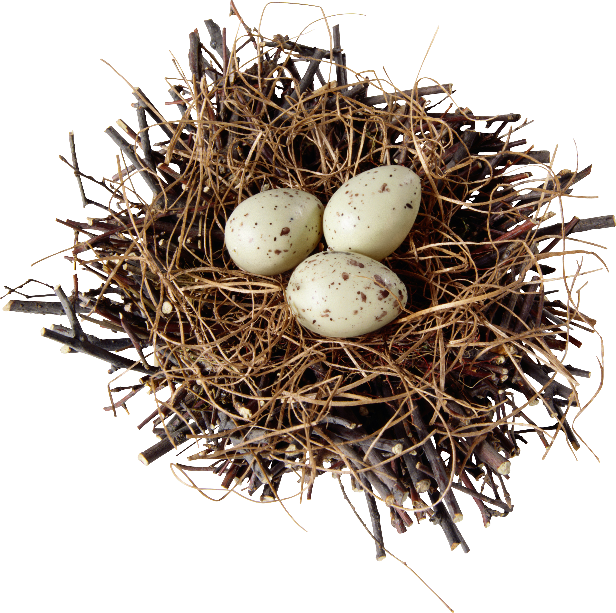 Nest Natural Bird Transparent PNG Image