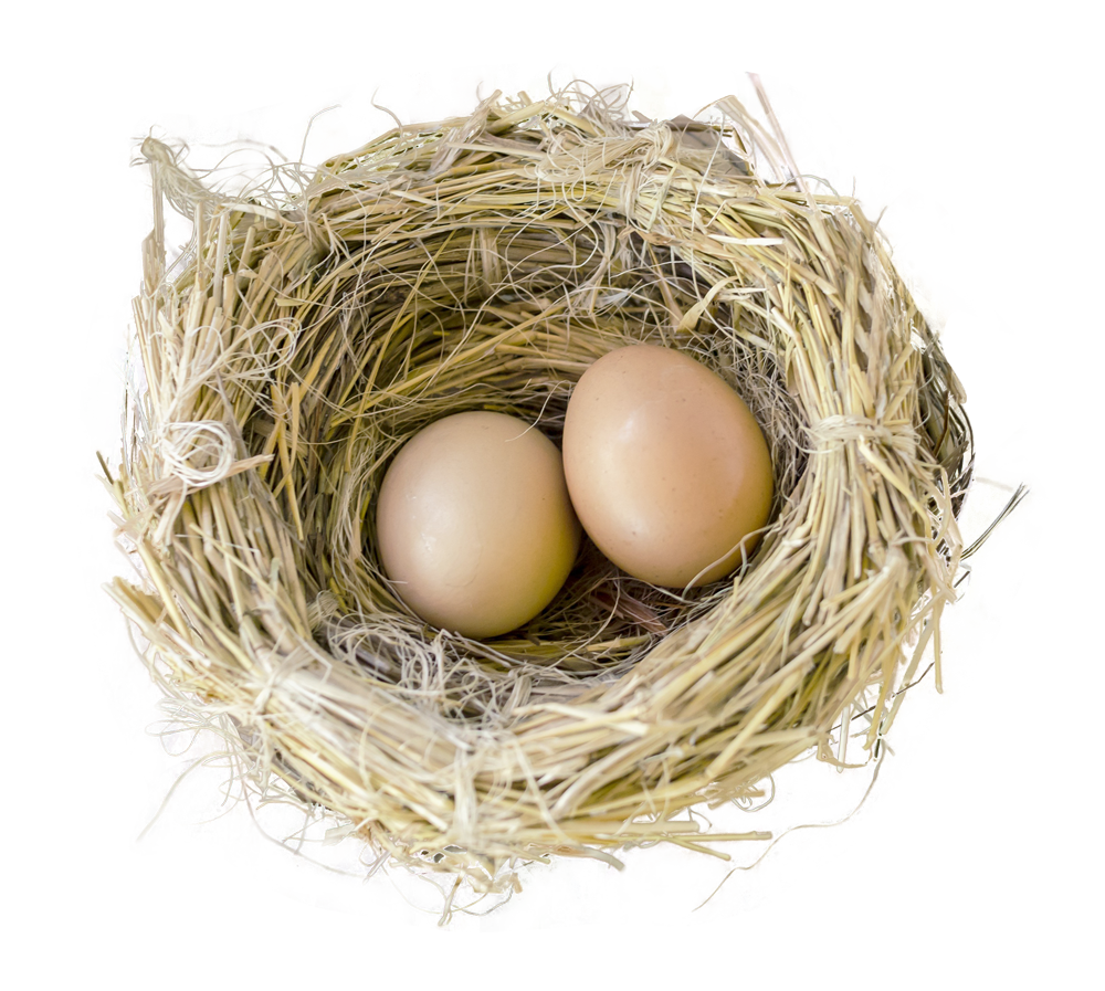 Real Nest Bird Transparent PNG Image