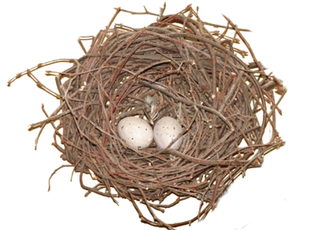 Nest Eggs Bird Transparent PNG Image