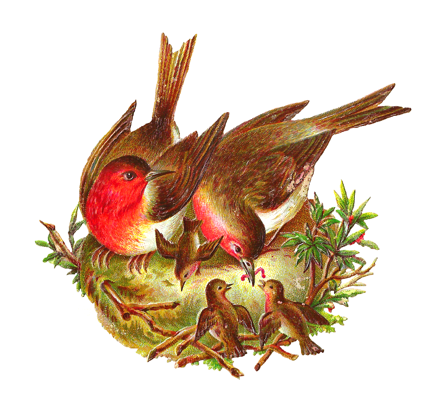 Nest Transparent PNG Image