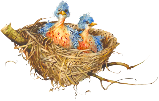 Nest Transparent PNG Image