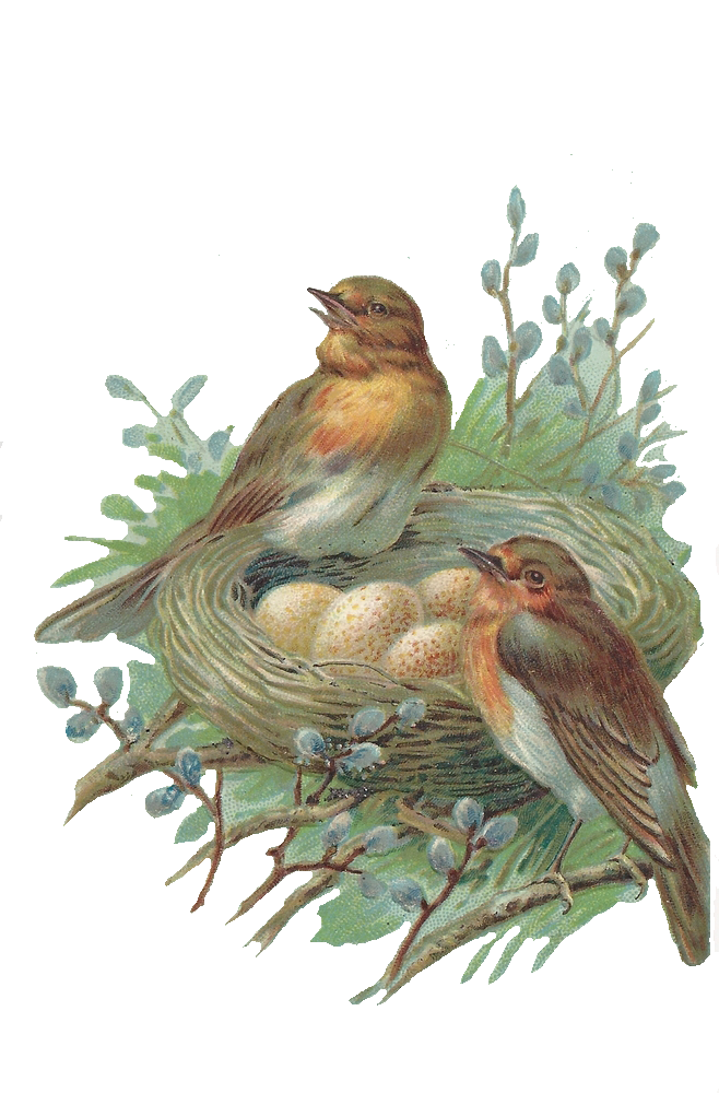 Nest Transparent PNG Image