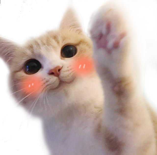 Short Van Haired Turkish Kitty Domestic Ragdoll Transparent PNG Image