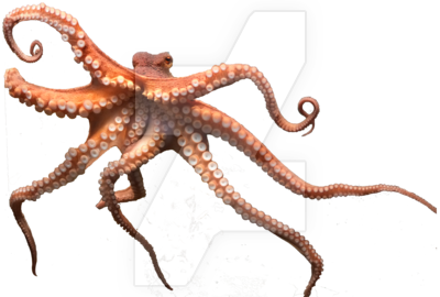 Octopus Transparent PNG Image