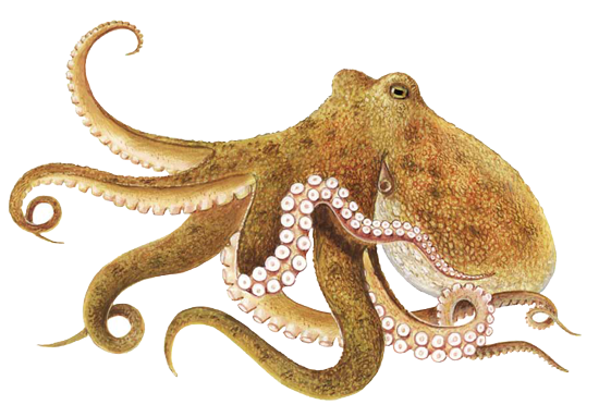 Octopus Transparent PNG Image