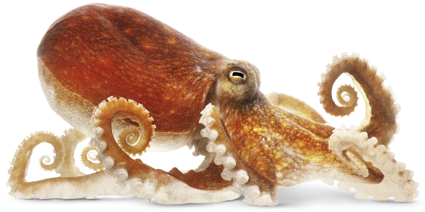 Octopus Transparent PNG Image