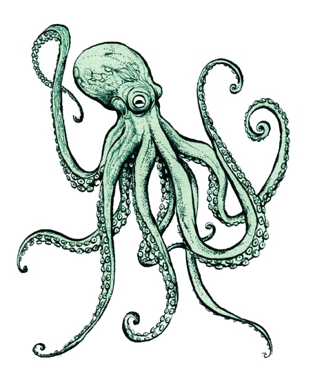 Octopus Transparent PNG Image