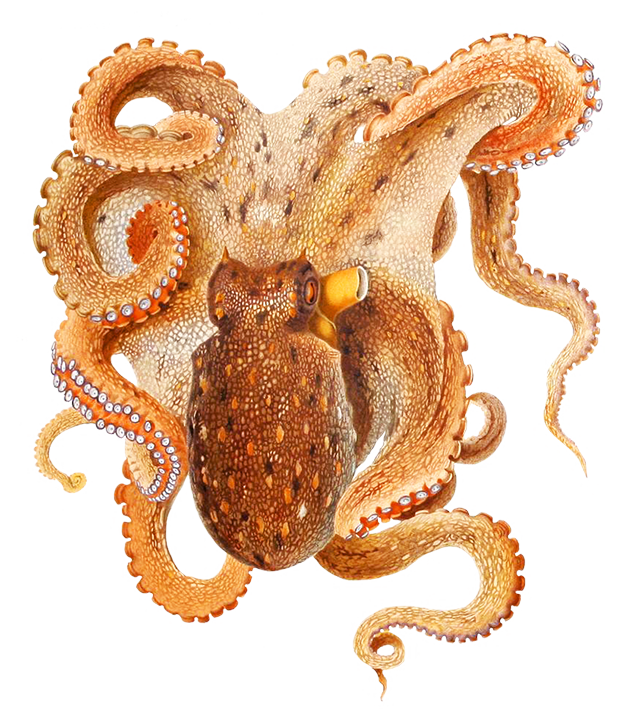 Octopus Transparent PNG Image