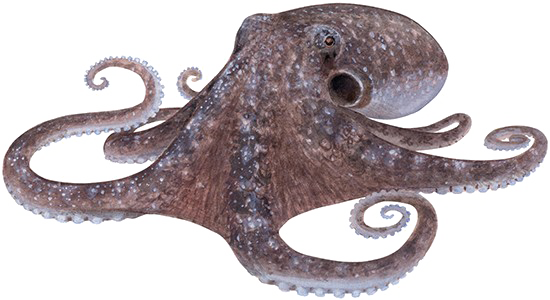 Octopus Transparent PNG Image