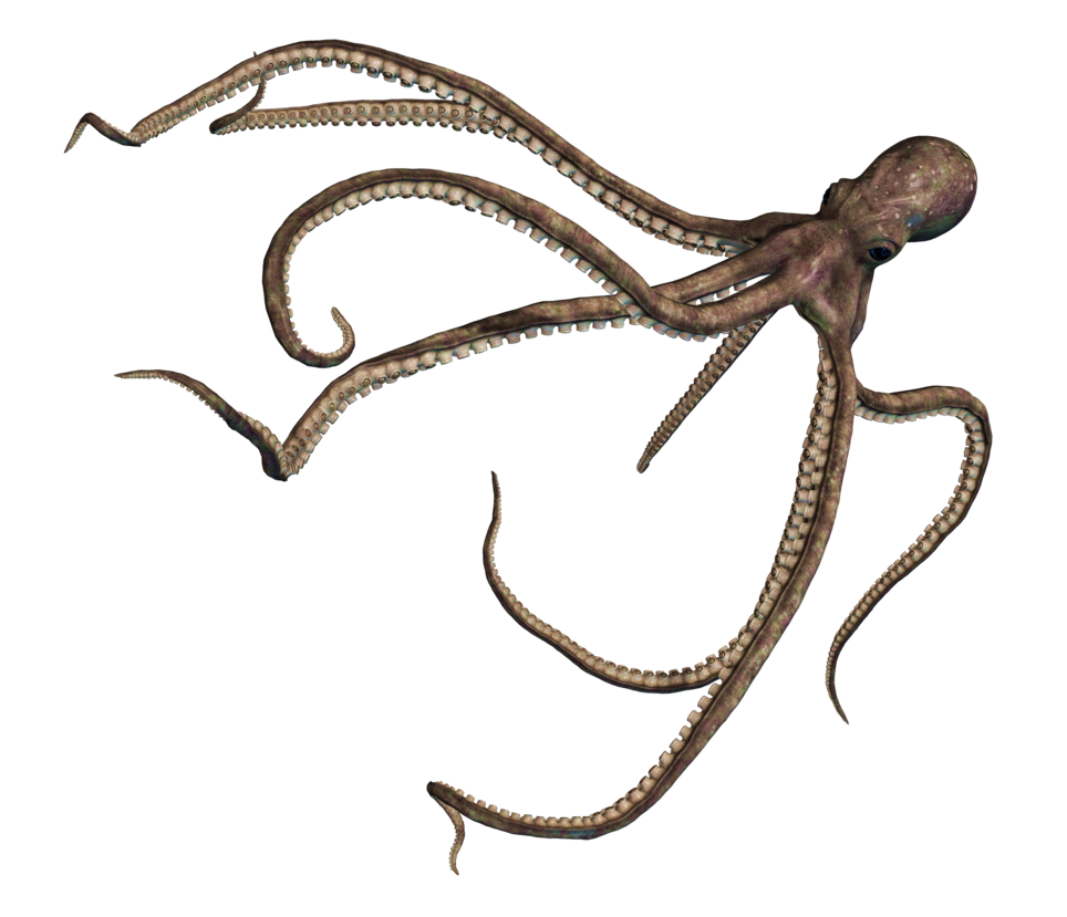 Octopus Transparent PNG Image