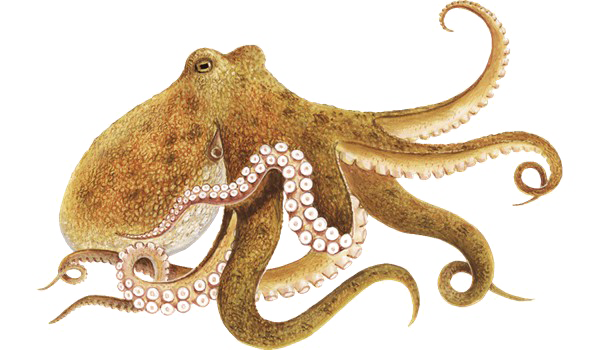 Octopus Transparent PNG Image