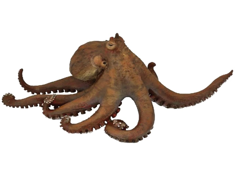 Octopus Transparent PNG Image