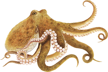 Octopus Transparent PNG Image