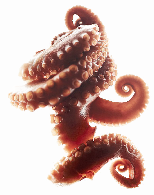 Octopus Tentacles Transparent PNG Image