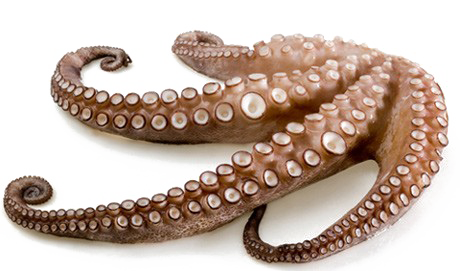 Octopus Tentacles Transparent PNG Image