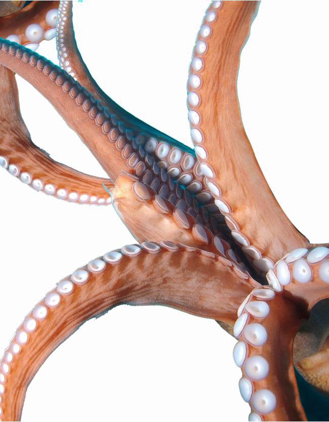 Octopus Tentacles Transparent PNG Image