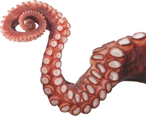Octopus Tentacles Transparent PNG Image