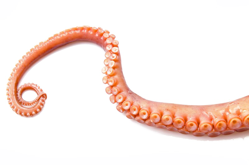 Octopus Tentacles Transparent PNG Image