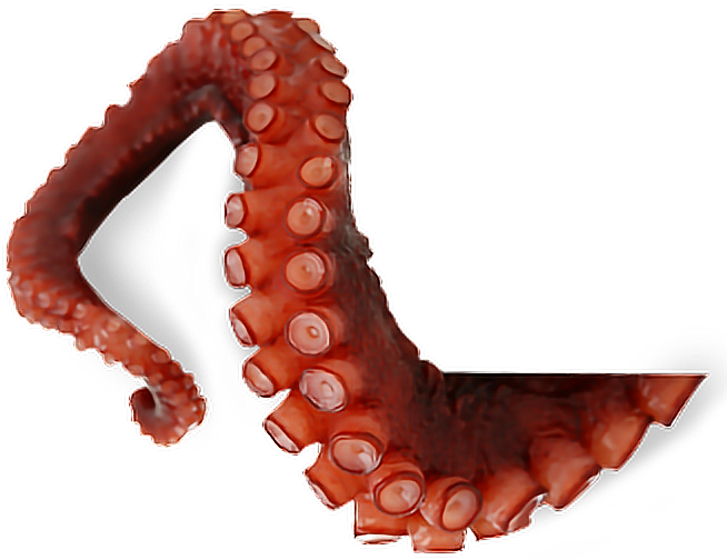 Octopus Tentacles Transparent PNG Image