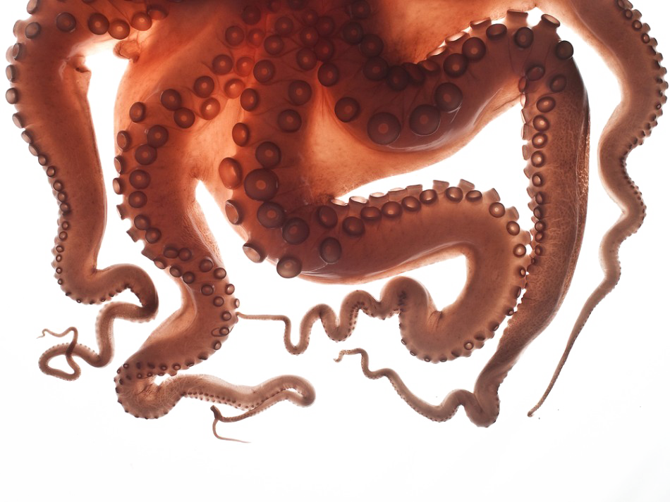 Octopus Tentacles Transparent PNG Image